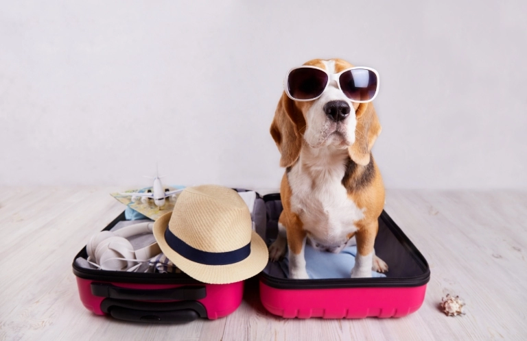 Pies na walizce