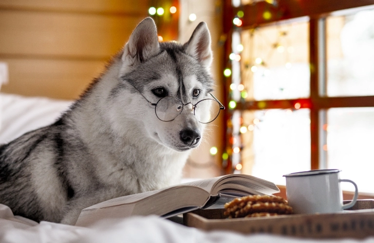 Pies z książką