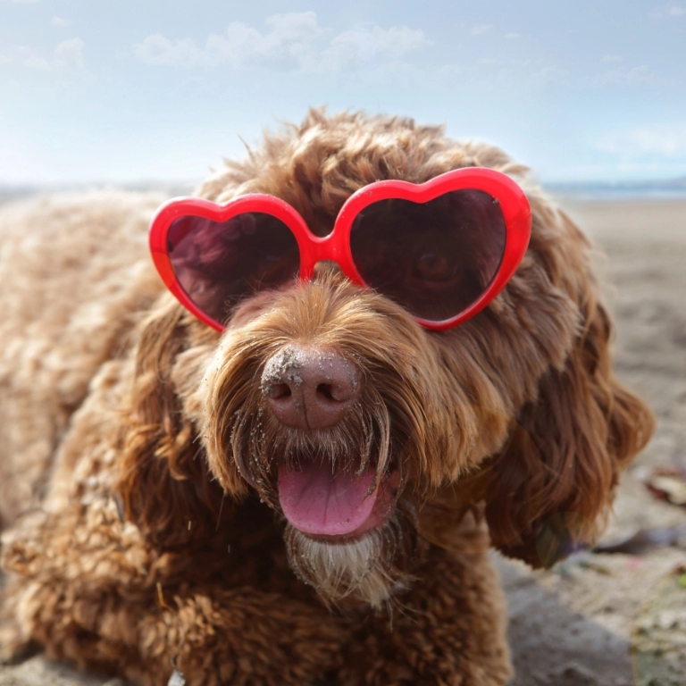 Pies w okularach przeciwsłonecznych