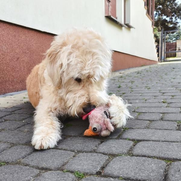 slodkie-pieski-7